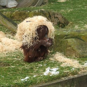 Cherie the Bornean orangutan at Blackpool Zoo, 29 December 2009