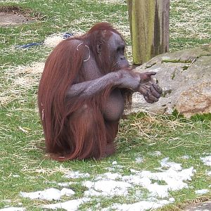 Vicky the Bornean orangutan at Blackpool Zoo, 29 December 2009