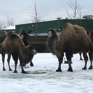 Bactrian camels at Blackpool Zoo, 29 December 2009