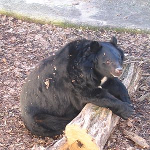 Giardino Zoologico Napoli