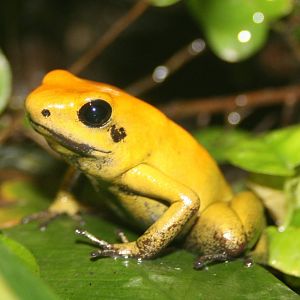 Bicolour poison arrow frog; London Zoo; 30th December 2009