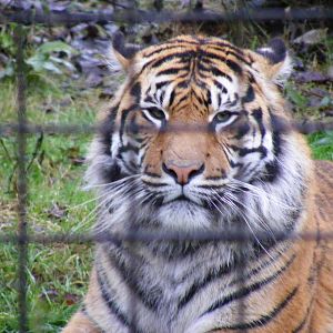 Fabi the Sumatran tiger at Chester Zoo, 30 December 2009