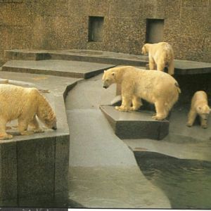 Polar Bears in the old Grotto