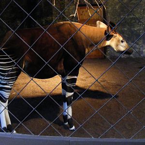 Stuma the okapi at Chester Zoo, 30 December 2009