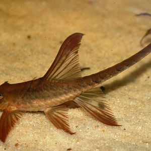 Twig catfish; London Zoo; 30th December 2009