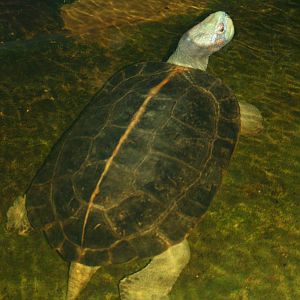 Giant Asian pond turtle; London Zoo; 30th December 2009