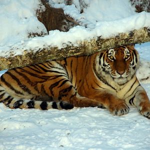 Amur Tiger