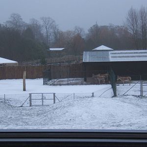 Onager and Camel enclosure in snow
