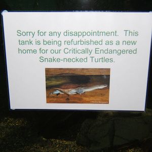 Old Australian Lungfish Tank