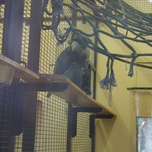 Purple faced Langur with baby