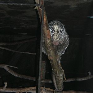 South American Tree Porcupine in with the Bats