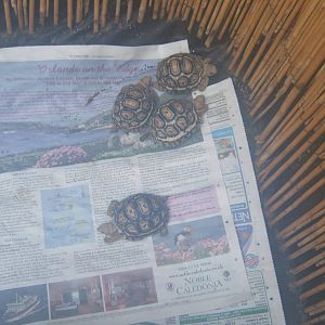 The Tropical Zoo,London