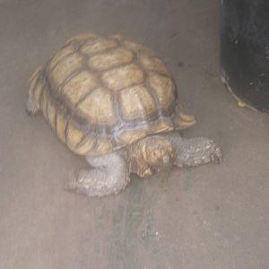 The Tropical Zoo,London