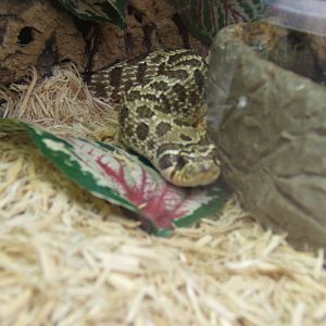 The Tropical Zoo,London