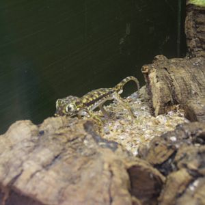 The Tropical Zoo,London