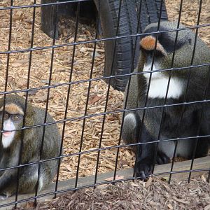 DeBrazza mom and baby