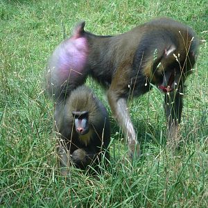 Mandrills