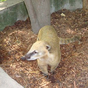 Coati