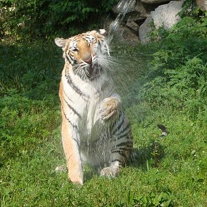 Tiger playing with water
