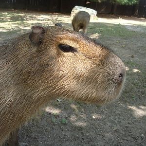 Capybara