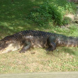 Alligator