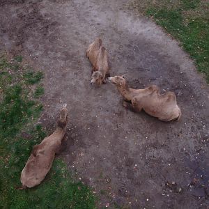 Camels from the Skyride