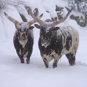 Watusi Cattle in the snow