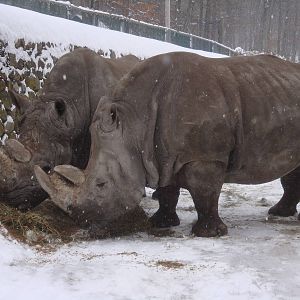 Rhinos in the snowstorm