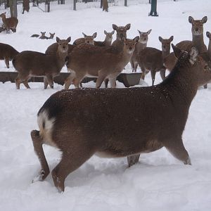 Sika Deer