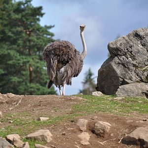 Ostrich