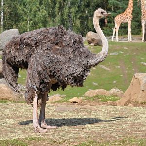 Ostrich