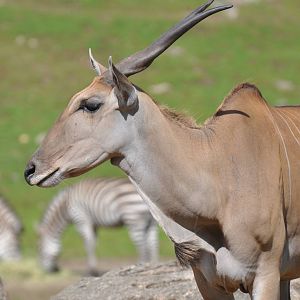 Eland