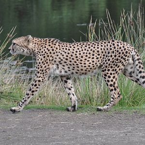 Cheetah