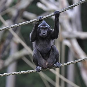 Suluweise Macaque (Macaca nigra)