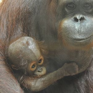Orangutans