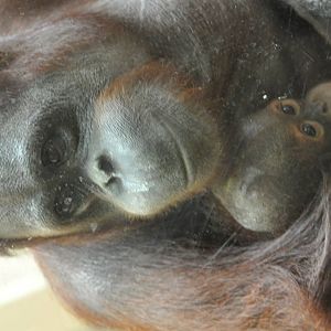 Orangutans