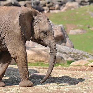 Elephant Calf M´changa