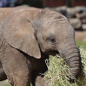 Elephant Calf M´changa