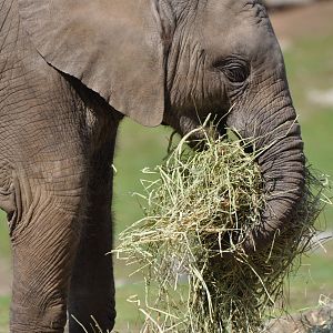 Elephant Calf M´changa