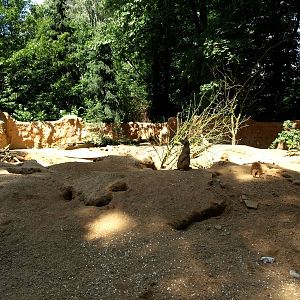 Duisburg Zoo - Meerkat exhibit