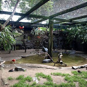 Duisburg Zoo - Walkthrough aviary (South America)