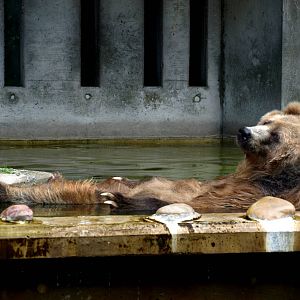 Duisburg Zoo - Kodiak bear