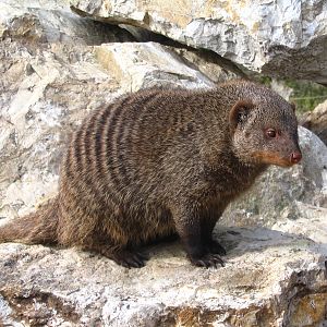 Giardino Zoologico Pistoia