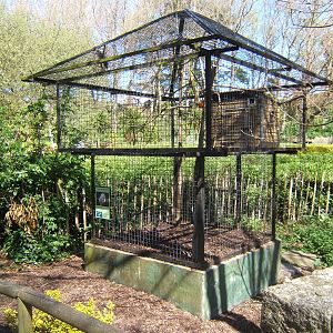Cape Parrot Aviary