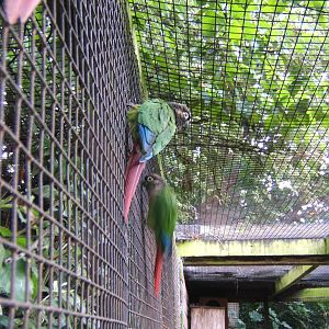 Green Cheeked Conure(Pyrrhura molinae)
