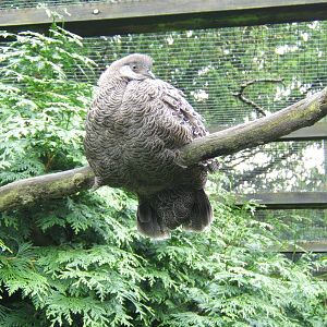 Grey Peacock Pheasant