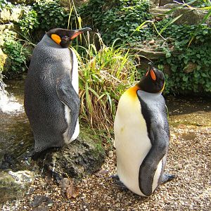 King Penguins