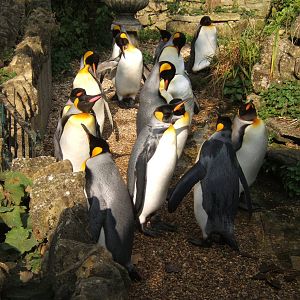 King Penguins