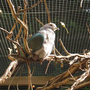 Green Imperial Pigeon
