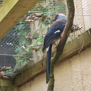 Grey Treepie